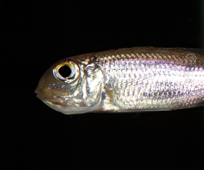 Lestradea perspicax 'Congo'